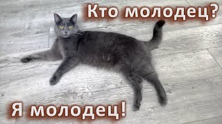 Милка молодец by - Служба спасения котиков - 15,506 views 1 month ago 7 minutes, 38 seconds