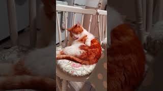 Polly The Cat Cleaning Herself  #catvideos #cat #catlover #shorts #4k