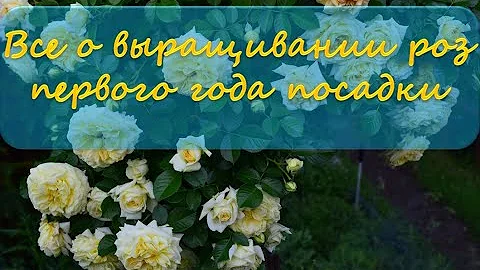 Все о выращивании роз первого года посадки