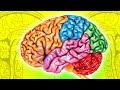 Understanding the Brain