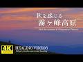 【癒し】秋を感じる霧ヶ峰高原／高原に広がる黄金色に焼けた夕焼けとマジックアワーの絶景、優しいBGMで日頃の疲れを癒してください。「4K風景映像・実写」
