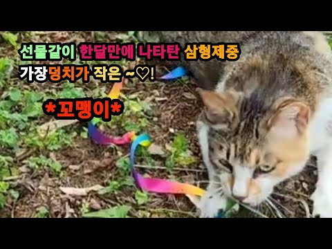원자와길냥이들 Won Ja with straycats 선물같이 나타난 꼬맹이~~♡!