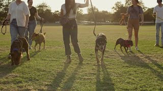 Tomlinson's Rescue Dogs of Austin