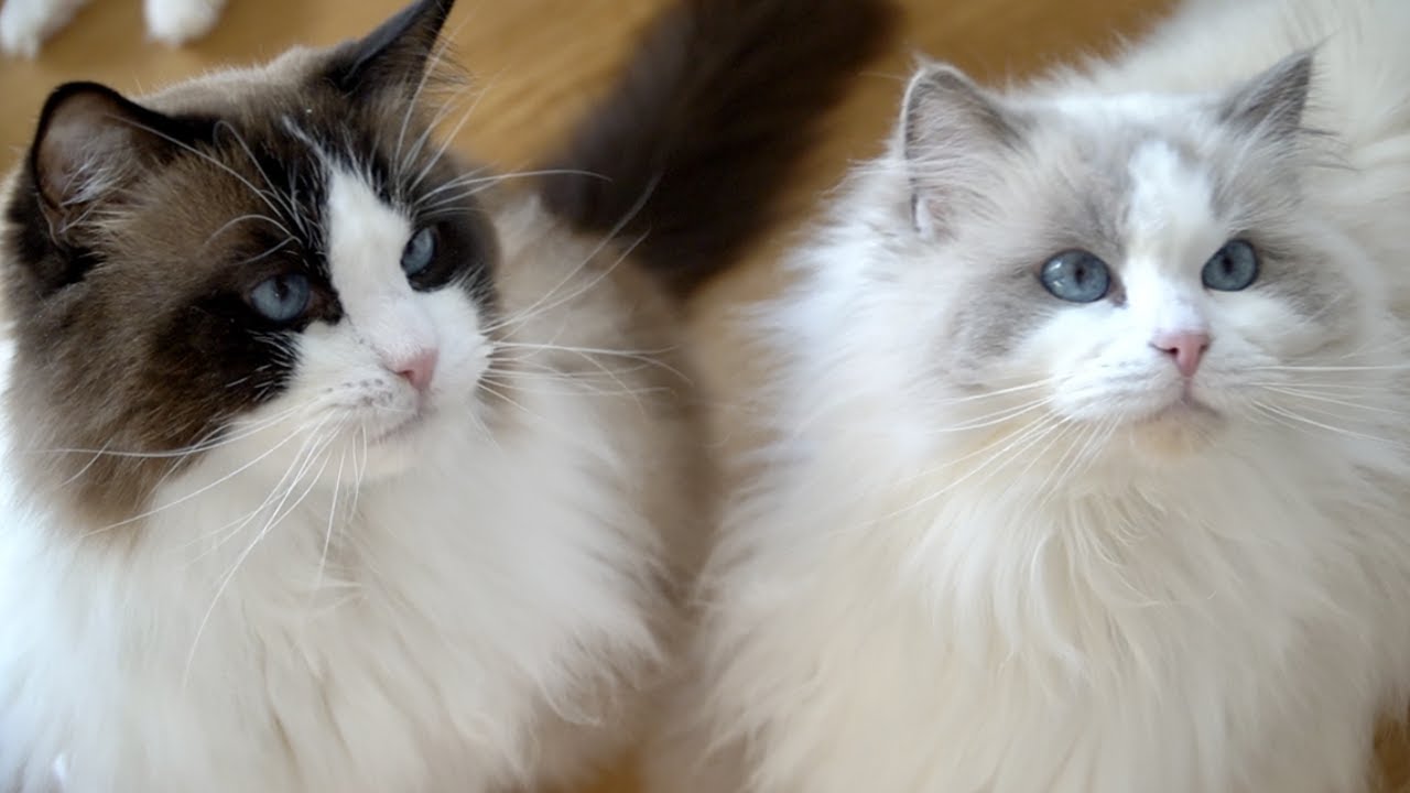 1년에 한 번 나올까 말까 한 귀한 투샷