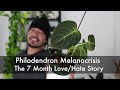 How I Saved My Dying Philodendron and Turned It Into 10 Baby Plants | Houseplant Update