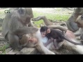 monkey eating coconut, monkeys protecting babies, monkey mom and baby, c...