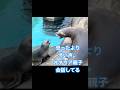 鳴き声も聞こえる近さが好き。オタリア親子、今日もなんか喋ってるな〰️。自我強くなったBabyちゃん。#aquarium #水族館 #生き物 #動物#animals #cute #baby #横浜