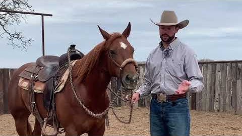 Ben Baldus: Hackamore vs Snaffle