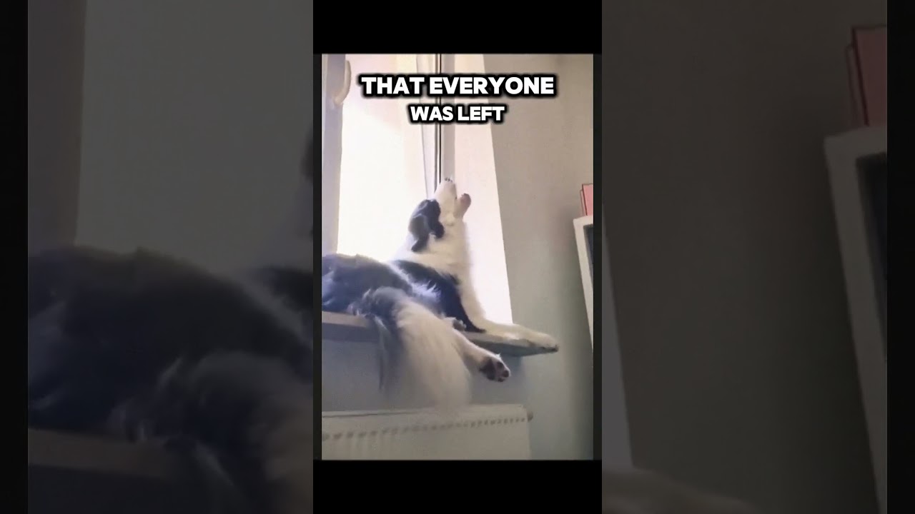 This Dog is a Singing Sensation! 🎤