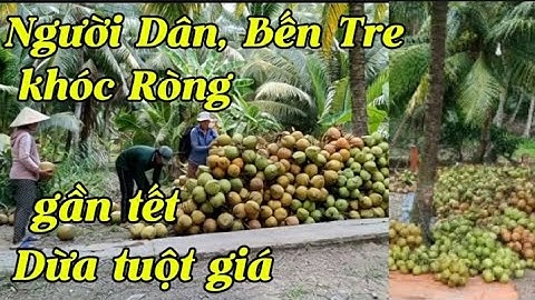 Người Dân Bến tre, buồn bã dừa tuột giá, tết không có tiền ăn tết !! Tiến Nguyễn cuộc sống thôn quê,