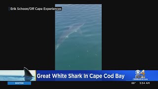 Great White Shark spotted in Cape Cod Bay