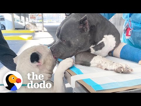 ⁣Pitties Who Lost Their Dad Do a Magical Thing When Meeting Their New Family | The Dodo Pittie Nation