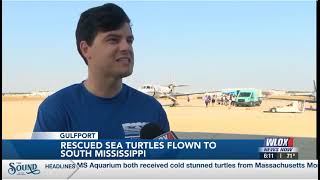 Cold stunned Kemps Ridley sea turtles arrive on the coast