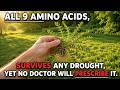 All 9 Amino Acids, Survives Any Drought, Yet No Doctor Will Prescribe It.