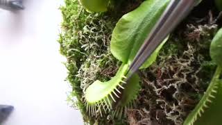 Вене́рина мухоло́вка Dionaea muscipula годування комахою (новонароджений мадагаскарський таракан)