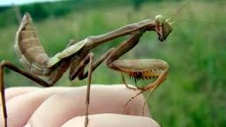Mantis Karate chops My Nose! #2