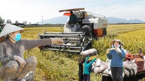 máy cắt 105 binh tóc độ cắt lúa ô em giá lúa sụt  còn 7700₫K tập # maibangtv