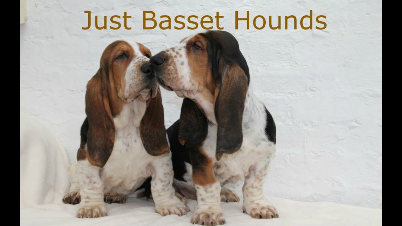 How To Potty Train Basset Hounds, How To Potty Train A Stubborn Basset Hound