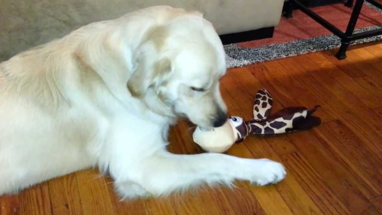 kong wubba floppy ears