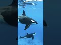 Orcas Teach the Young One How to Hunt | Killer Whale Intelligence | #orcaencounter #orcalife