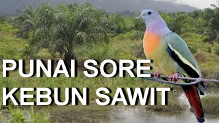 pikat punai sore di kebun