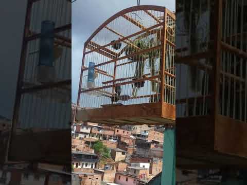 Papa capim o peixe Tancredo Neves Salvador Bahia