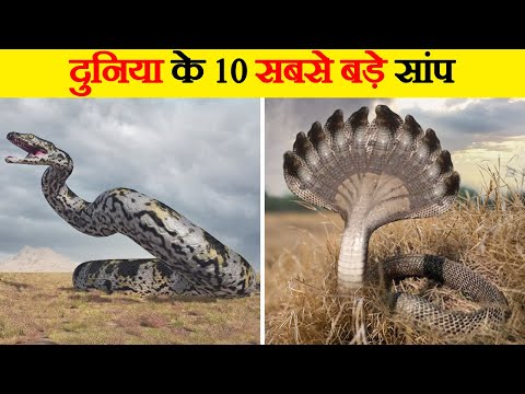 वीडियो: कच्चे आटा जानवरों के लिए खतरनाक है?