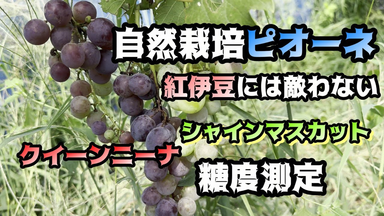 ぶどう収穫と糖度！紅伊豆最強(;´･ω･)シャインマスカットとクイーンニーナも、自然栽培ピオーネの味と糖度は？＃ぶどう＃栽培＃シャインマスカット＃クイーンニーナ＃ピオーネ＃紅伊豆＃自然農＃自然栽培