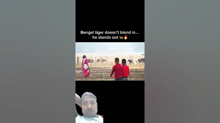 Watch the video about Bengal Tiger vs Cow
