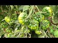 Buongiorno Un Ca... Di Pomodoro | Pasqua 2022