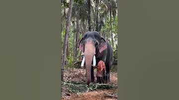 mangalamkunnu ayyappan 🫶🏻 #trending #shorts #viral #keralaelephant #youtube #mangalamkunnukarnan 🔥