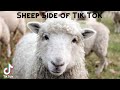 Sheep Side of Tik Tok