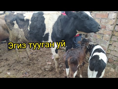 Видео: Бизнесийн дасгалжуулалт: 