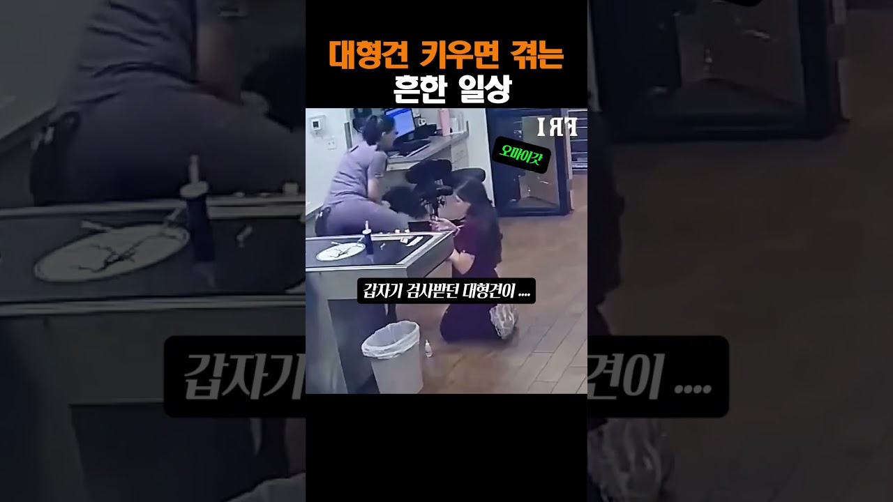 대형견 키우면 겪는 흔한일상 #쇼츠추천 #대형견#동물병원