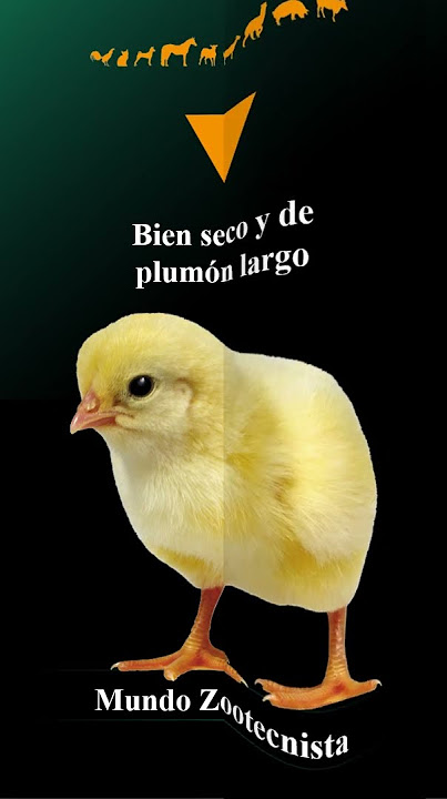 Características de un pollito de calidad #pollos #pollosdeengorde #aves #avicultura #avicultor