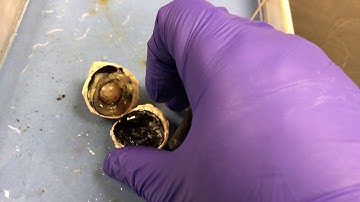 Sheep Eye Dissection Video