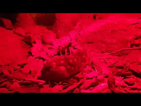 Eastern quoll on night exhibit