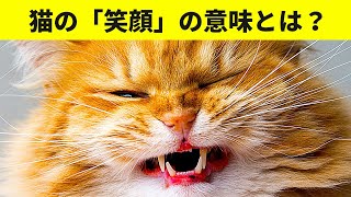 猫の「笑顔」の真実