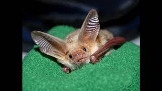 Faces of Rescue - 2020 in Review, Bat World Sanctuary