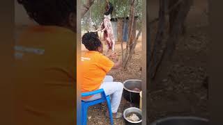 ## slaughtering a sheep ..part 2 women can also slaughter a goat or ship or cow give us space men.