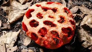 Timelapse of the fruiting body of a cage stink horn fungus opening