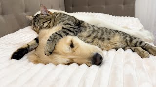 Cute Cat Thinks Golden Retriever Is The Best Bed In The World!