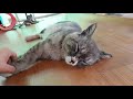 귀농 vlog#7 하우스 짬타 고양이 꿀잠