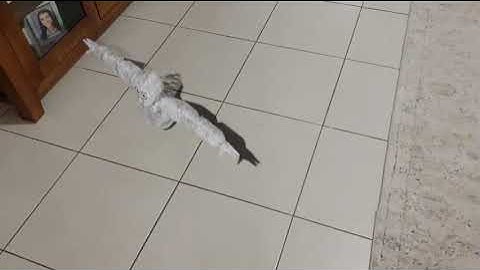 How did he get here?  #gtag #gorillatag #gorilla #tag #blender #3d #vr #animation #bad