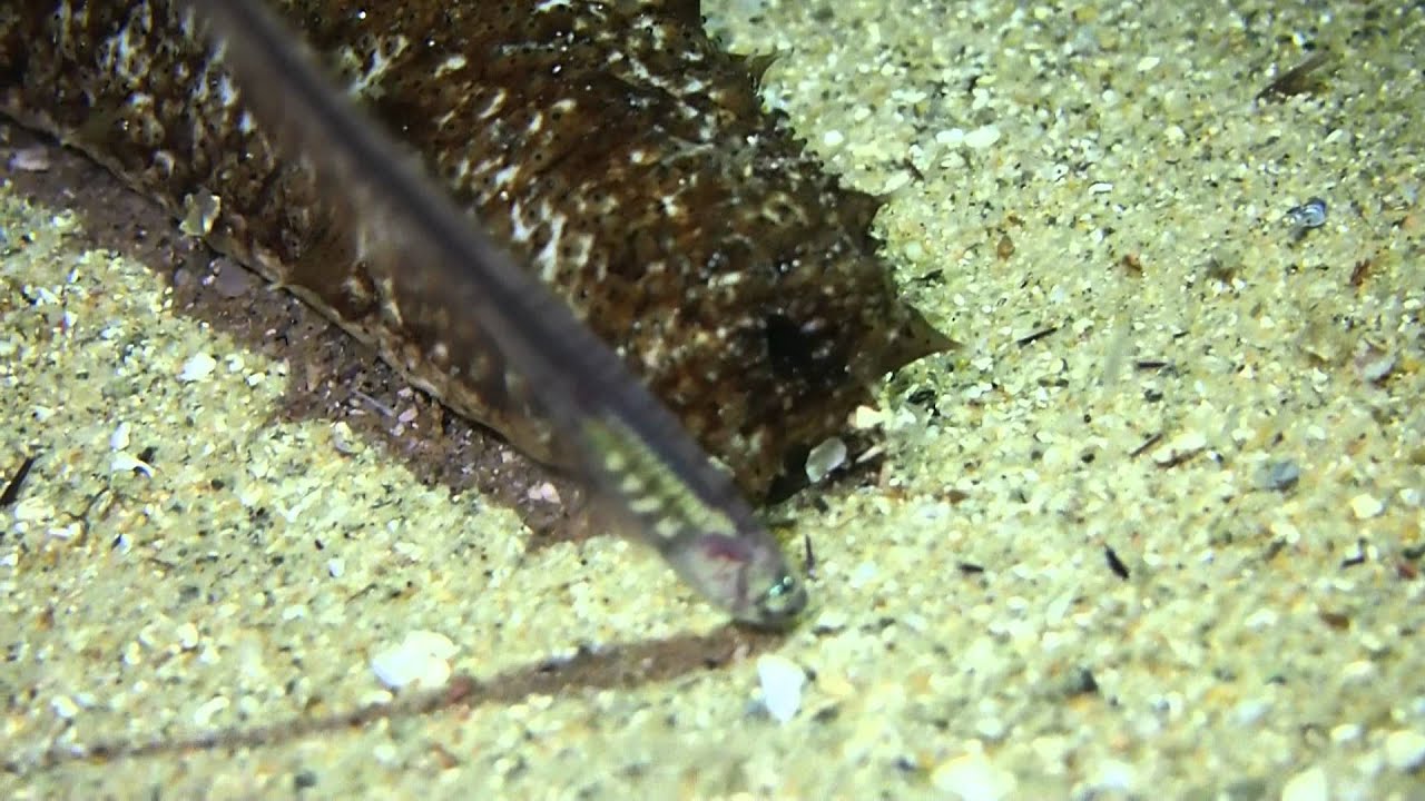 00242 Carapus acus back home - YouTube