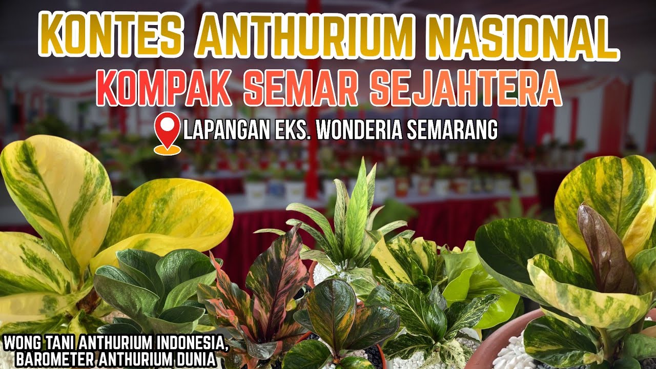 NATIONAL ANTHURIUM CONTEST KOMPAK SEMAR SEJAHTERA AT LAP.EKS WONDERIA SEMARANG | 16 NOVEMBER 2025