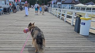 ARES HAD HIS HEART TESTED - We went to the seaside