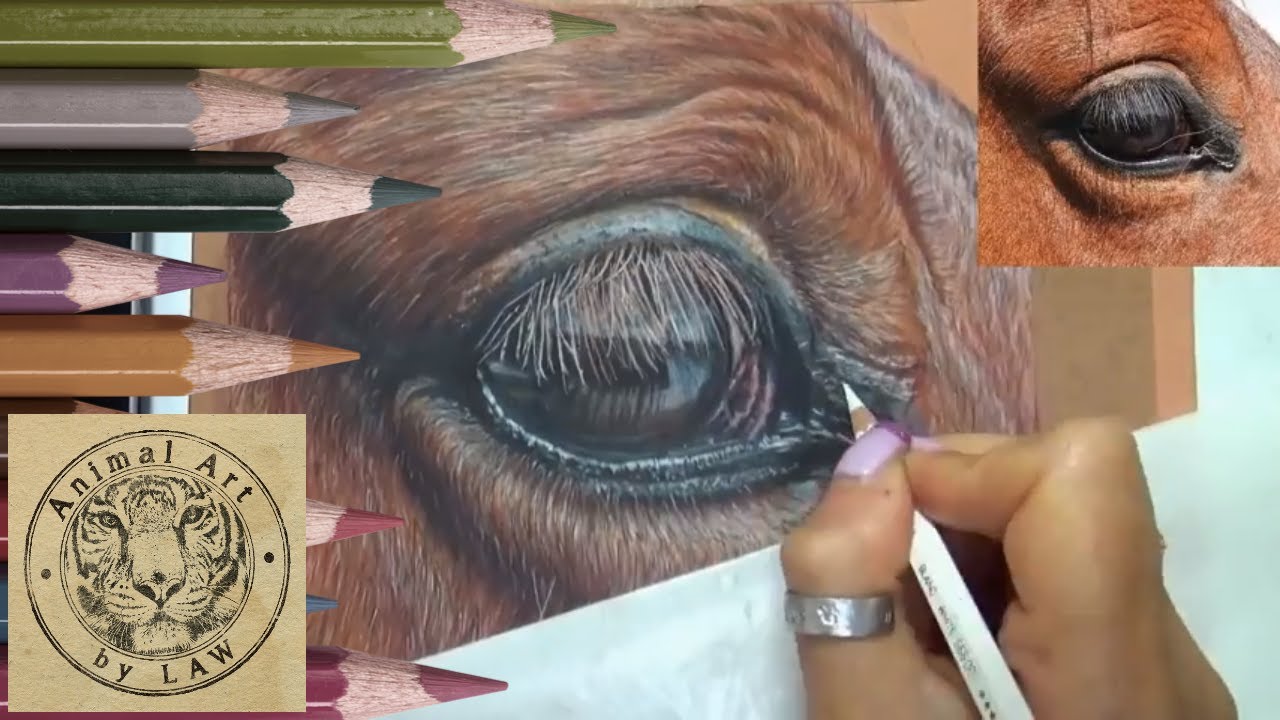 faber castell consultancy Horse Eye in Colored Pencil Tutorial
