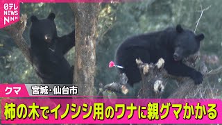 【クマ】ワナに親グマかかる　近くにいた子グマとともに駆除　宮城・仙台市 / 狩猟中の60歳男性がクマに襲われ大ケガ…搬送時意識なし　群馬 ── 社会ニュースまとめ （日テレNEWS LIVE）