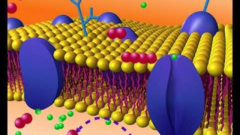 Animation 3.2 Osmosis